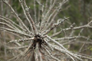 İsveç 'teki Tividen Ulusal Parkı' nın eski ağaçlarla dolu güzel manzarası. İsveç 'in doğal bahar manzarası.