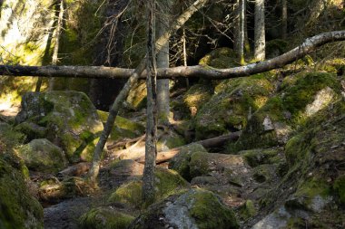 İsveç 'teki Tividen Ulusal Parkı' nın eski ağaçlarla dolu güzel manzarası. İsveç 'in doğal bahar manzarası.