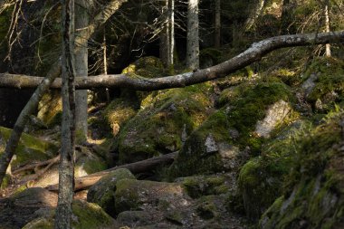 İsveç 'teki Tividen Ulusal Parkı' nın eski ağaçlarla dolu güzel manzarası. İsveç 'in doğal bahar manzarası.