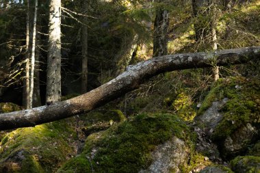 İsveç 'teki Tividen Ulusal Parkı' nın eski ağaçlarla dolu güzel manzarası. İsveç 'in doğal bahar manzarası.