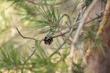 İsveç 'teki Tividen Ulusal Parkı' nın eski ağaçlarla dolu güzel manzarası. İsveç 'in doğal bahar manzarası.