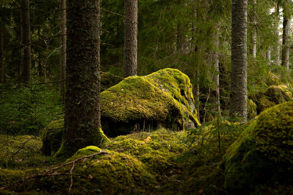 Огромные каменные валуны в шведском лесу с мхом и лишайником. Природные весенние пейзажи скандинавских лесов.
