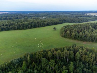 Letonya 'nın kırsal kesiminin güzel bir hava manzarası. Yaz günü ağaçlarla ve tarlalarla doğal manzara.