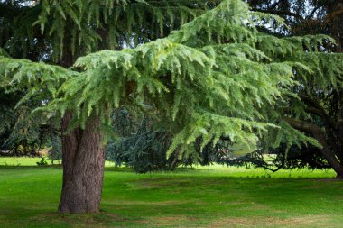 Düsseldorf, Almanya 'da Nordpark' ta güzel bir sonbahar günü. Ağaçlar ve bitkiler ile halka açık park manzarası.