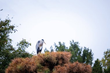 Nordpark, Düsseldorf, Almanya 'da güzel bir doğulu bahçe manzarası. Kamu parkında sonbahar manzarası.
