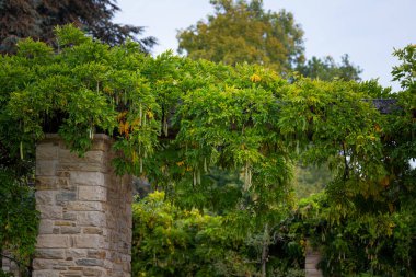 Taş tuğlalı ve çiçek açan bitkileri olan güzel bir park manzarası. Nordpark, Düsseldorf, Almanya 'nın sonbahar manzarası.