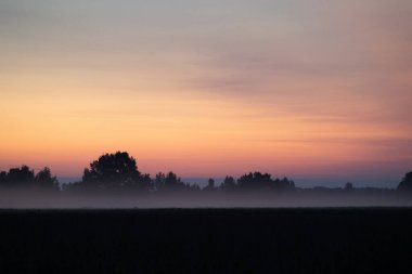 Ekin tarlasında güzel bir yaz gündoğumu. Letonya kırsalının doğal sabah manzarası, Kuzey Avrupa.