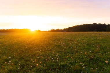 Çayırda çiçek açan güzel bir gündoğumu manzarası. Letonya kırsalının doğal sabah manzarası, Kuzey Avrupa.