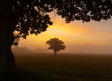Güzel bir meşe ağacı silueti rengarenk gündoğumu gökyüzünde. Letonya 'nın doğal yaz sabahı manzarası, Kuzey Avrupa.