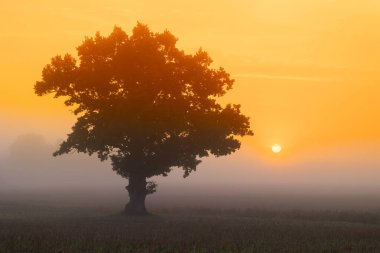 Güzel bir meşe ağacı silueti rengarenk gündoğumu gökyüzünde. Letonya 'nın doğal yaz sabahı manzarası, Kuzey Avrupa.