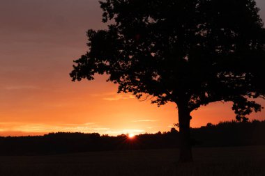 Güzel bir meşe ağacı silueti rengarenk gündoğumu gökyüzünde. Letonya 'nın doğal yaz sabahı manzarası, Kuzey Avrupa.