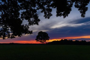 Güzel bir meşe ağacı silueti rengarenk gündoğumu gökyüzünde. Letonya 'nın doğal yaz sabahı manzarası, Kuzey Avrupa.