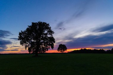 Güzel bir meşe ağacı silueti rengarenk gündoğumu gökyüzünde. Letonya 'nın doğal yaz sabahı manzarası, Kuzey Avrupa.