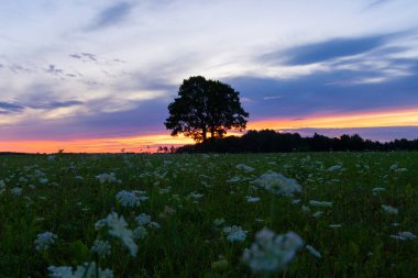 Güzel bir meşe ağacı silueti rengarenk gündoğumu gökyüzünde. Letonya 'nın doğal yaz sabahı manzarası, Kuzey Avrupa.