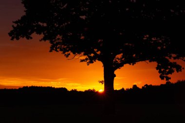 Renkli gökyüzüne karşı tek bir ağaç siluetiyle güzel bir yaz gündoğumu. Letonya kırsalının doğal sabah manzarası, Kuzey Avrupa.