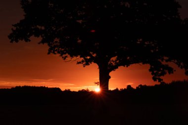 Renkli gökyüzüne karşı tek bir ağaç siluetiyle güzel bir yaz gündoğumu. Letonya kırsalının doğal sabah manzarası, Kuzey Avrupa.