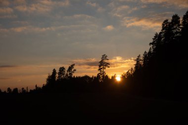 Renkli gündoğumu gökyüzüne karşı güzel bir ağaç silueti. Letonya kırsalının doğal yaz manzarası, Kuzey Avrupa.