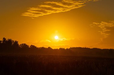 Renkli gündoğumu gökyüzüne karşı güzel bir ağaç silueti. Letonya kırsalının doğal yaz manzarası, Kuzey Avrupa.