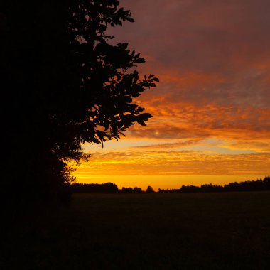 Renkli gündoğumu gökyüzüne karşı güzel bir ağaç silueti. Letonya kırsalının doğal yaz manzarası, Kuzey Avrupa.