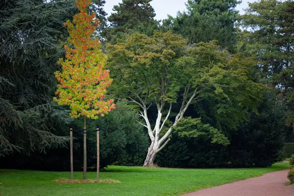 Düsseldorf, Almanya 'da Nordpark' ta güzel bir sonbahar günü. Ağaçlar ve bitkiler ile halka açık park manzarası.