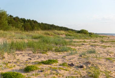 Baltık Denizi 'nin kumlarında büyüyen bir plaj otuyla güzel bir yaz manzarası. Letonya 'da bir sahil manzarası.