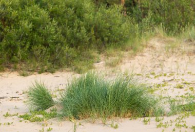 Baltık Denizi 'nin kumlarında büyüyen bir plaj otuyla güzel bir yaz manzarası. Letonya 'da bir sahil manzarası.
