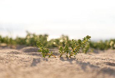Kumda büyüyen bitkilerin olduğu güzel bir yaz sahnesi. Letonya 'daki Baltık Denizi kıyılarının doğal manzarası.