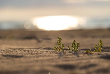 Kumda büyüyen bitkilerin olduğu güzel bir yaz sahnesi. Letonya 'daki Baltık Denizi kıyılarının doğal manzarası.
