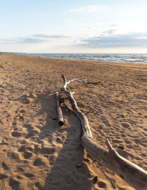 Letonya 'da güzel bir Baltık Denizi sahili manzarası. Denizde yaz manzarası.