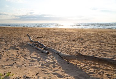 Letonya 'da güzel bir Baltık Denizi sahili manzarası. Denizde yaz manzarası.