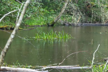 Küçük bir kunduz ormanın ortasında gölet yaptı. Letonya 'daki doğal orman manzarası.