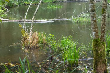 Küçük bir kunduz ormanın ortasında gölet yaptı. Letonya 'daki doğal orman manzarası.