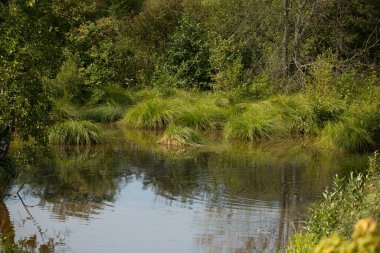 Ormandaki küçük, çimenli gölet. Letonya kırsalının doğal yaz manzarası, Kuzey Avrupa.
