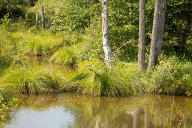 Ormandaki küçük, çimenli gölet. Letonya kırsalının doğal yaz manzarası, Kuzey Avrupa.
