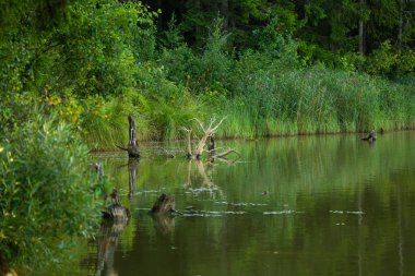 Ormandaki küçük, çimenli gölet. Letonya kırsalının doğal yaz manzarası, Kuzey Avrupa.