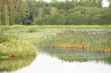 Orman Gölü 'nün güzel bir yaz manzarası. Letonya kırsalının doğal manzarası, Kuzey Avrupa.