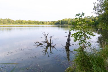 Orman Gölü 'nün güzel bir yaz manzarası. Letonya kırsalının doğal manzarası, Kuzey Avrupa.