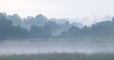 Gölün üzerinde sis olan güzel bir yaz sabahı. Letonya kırsalının doğal sisli manzarası, Kuzey Avrupa.