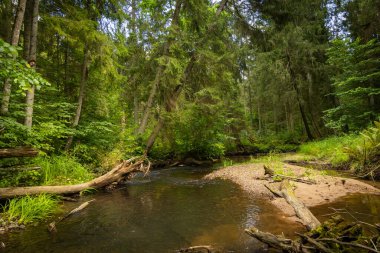 Düşmüş ağaçlarla dolu ormanın içinden akan küçük bir nehir. Letonya, Kuzey Avrupa 'daki doğal orman manzarası.