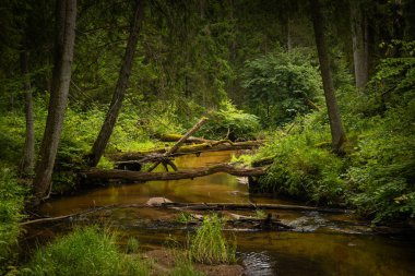 Düşmüş ağaçlarla dolu ormanın içinden akan küçük bir nehir. Letonya, Kuzey Avrupa 'daki doğal orman manzarası.