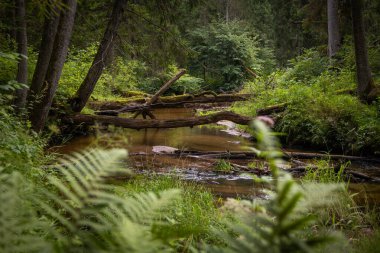 Düşmüş ağaçlarla dolu ormanın içinden akan küçük bir nehir. Letonya, Kuzey Avrupa 'daki doğal orman manzarası.