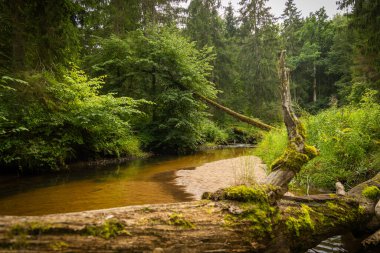 Düşmüş ağaçlarla dolu ormanın içinden akan küçük bir nehir. Letonya, Kuzey Avrupa 'daki doğal orman manzarası.