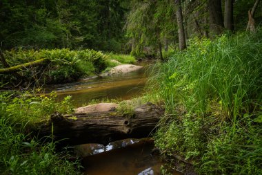 Düşmüş ağaçlarla dolu ormanın içinden akan küçük bir nehir. Letonya, Kuzey Avrupa 'daki doğal orman manzarası.