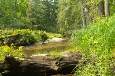 Düşmüş ağaçlarla dolu ormanın içinden akan küçük bir nehir. Letonya, Kuzey Avrupa 'daki doğal orman manzarası.