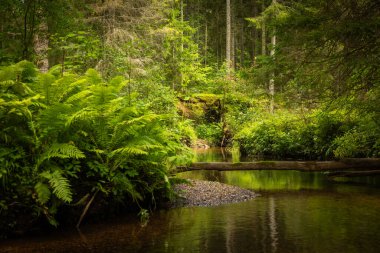 Bankalarında yemyeşil çimenler akan küçük bir nehir akıntısı. Letonya 'da yazın doğal manzarası.