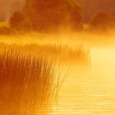 Sabahın erken saatlerinde sisli nehirde güzel bir manzara. Önünde çimen siluetleri var. Letonya 'da doğal yaz manzarası.