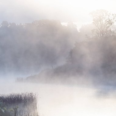 Sabahın erken saatlerinde sisli nehirde güzel bir manzara. Önünde çimen siluetleri var. Letonya 'da doğal yaz manzarası.