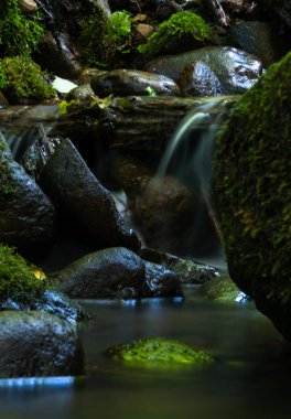Yaz ormanlarında akan küçük, güzel bir nehir. Letonya, Kuzey Avrupa 'daki doğal orman manzarası.