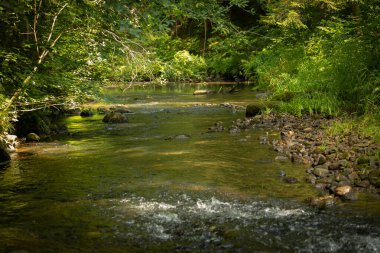 Yaz ormanlarında akan küçük, güzel bir nehir. Letonya, Kuzey Avrupa 'daki doğal orman manzarası.