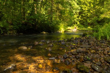Yaz ormanlarında akan küçük, güzel bir nehir. Letonya, Kuzey Avrupa 'daki doğal orman manzarası.